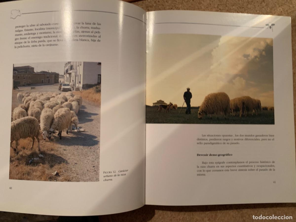 Libros de segunda mano: La raza churra en Castilla y Le&oacute;n (Bols 27) - Foto 4