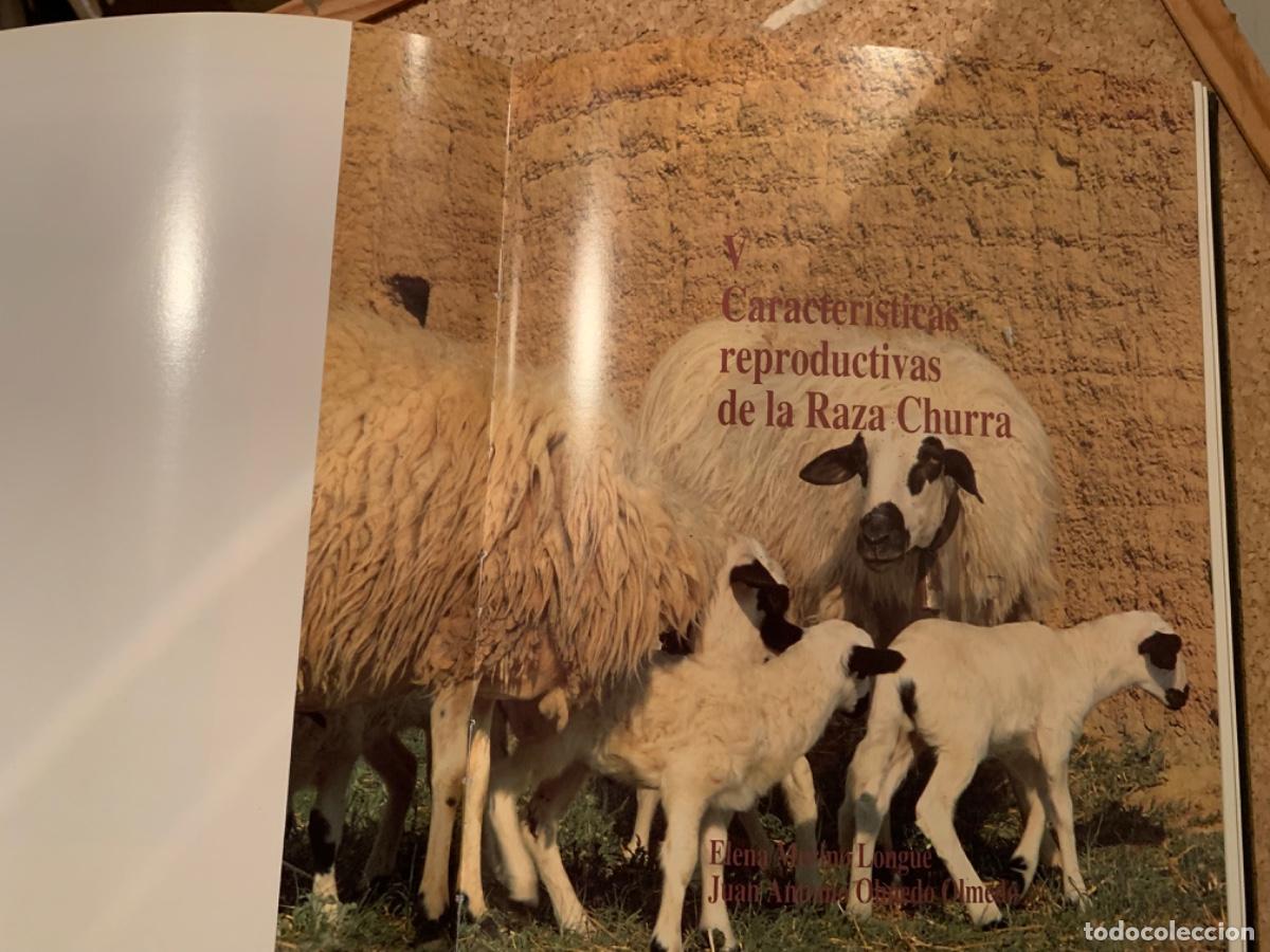Libros de segunda mano: La raza churra en Castilla y Le&oacute;n (Bols 27) - Foto 5