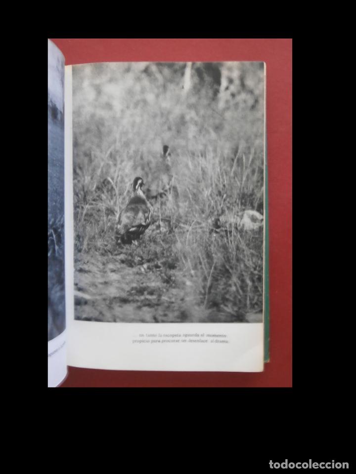 Libros de segunda mano: El libro de la caza menor. Miguel Delibes - Foto 6