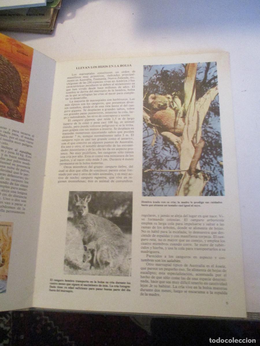 Libros de segunda mano: Mam&iacute;feros Faauna Mundial-1 W24423 - Foto 2
