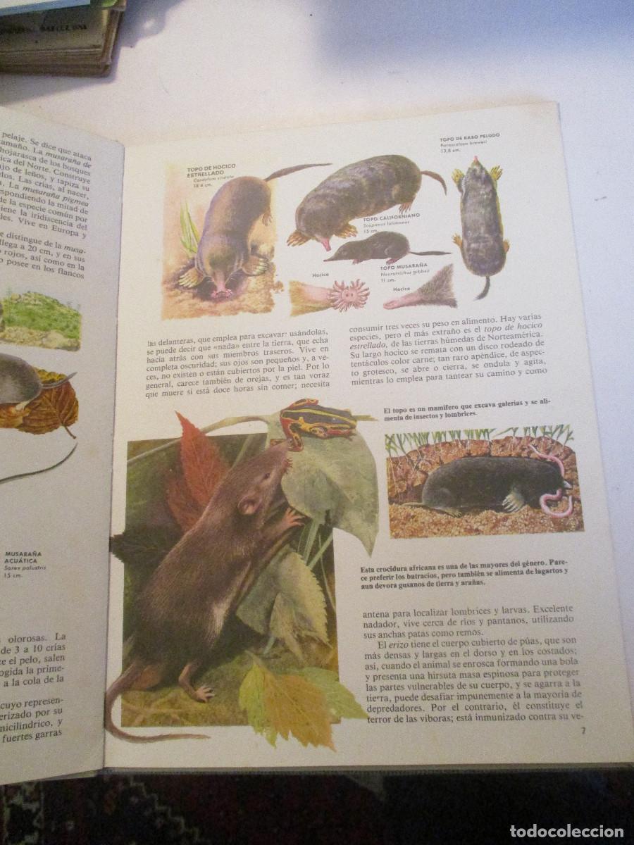 Libros de segunda mano: Mam&iacute;feros Faauna Mundial-1 W24423 - Foto 3