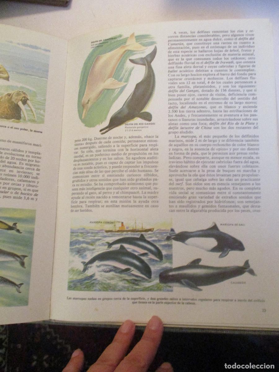 Libros de segunda mano: Mam&iacute;feros Faauna Mundial-1 W24423 - Foto 4
