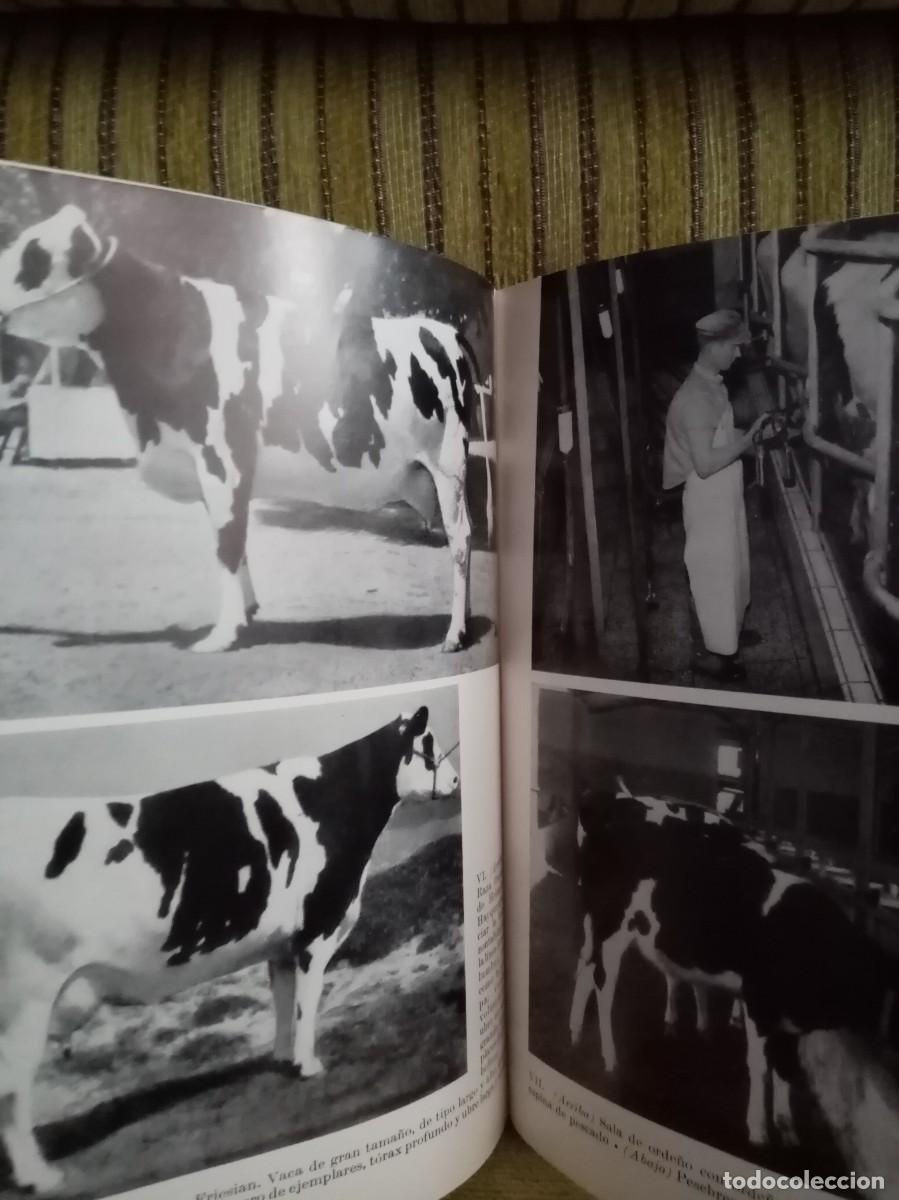 Libros de segunda mano: MANUAL DE CRIANZA DE VACUNOS - Foto 10