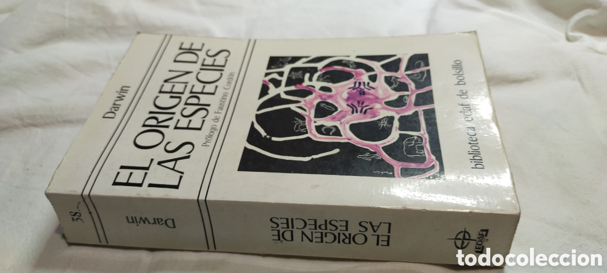 Libros de segunda mano: El origen de las especies. Darwin. Pr&oacute;logo de Faustino cord&oacute;n. - Foto 2