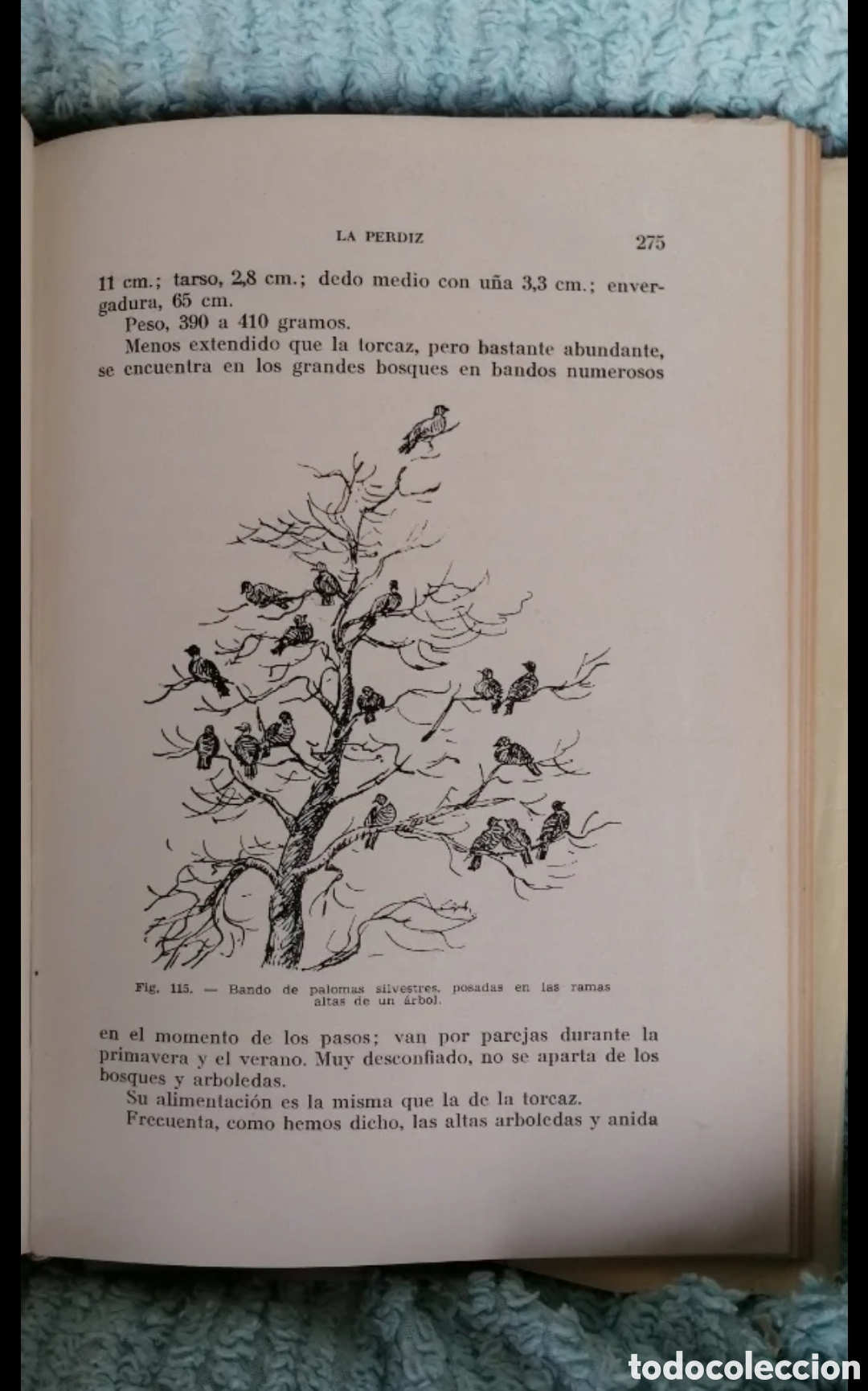 Libros de segunda mano: La perdiz y otras cazas de pluma. Sintes 1961 - Foto 6