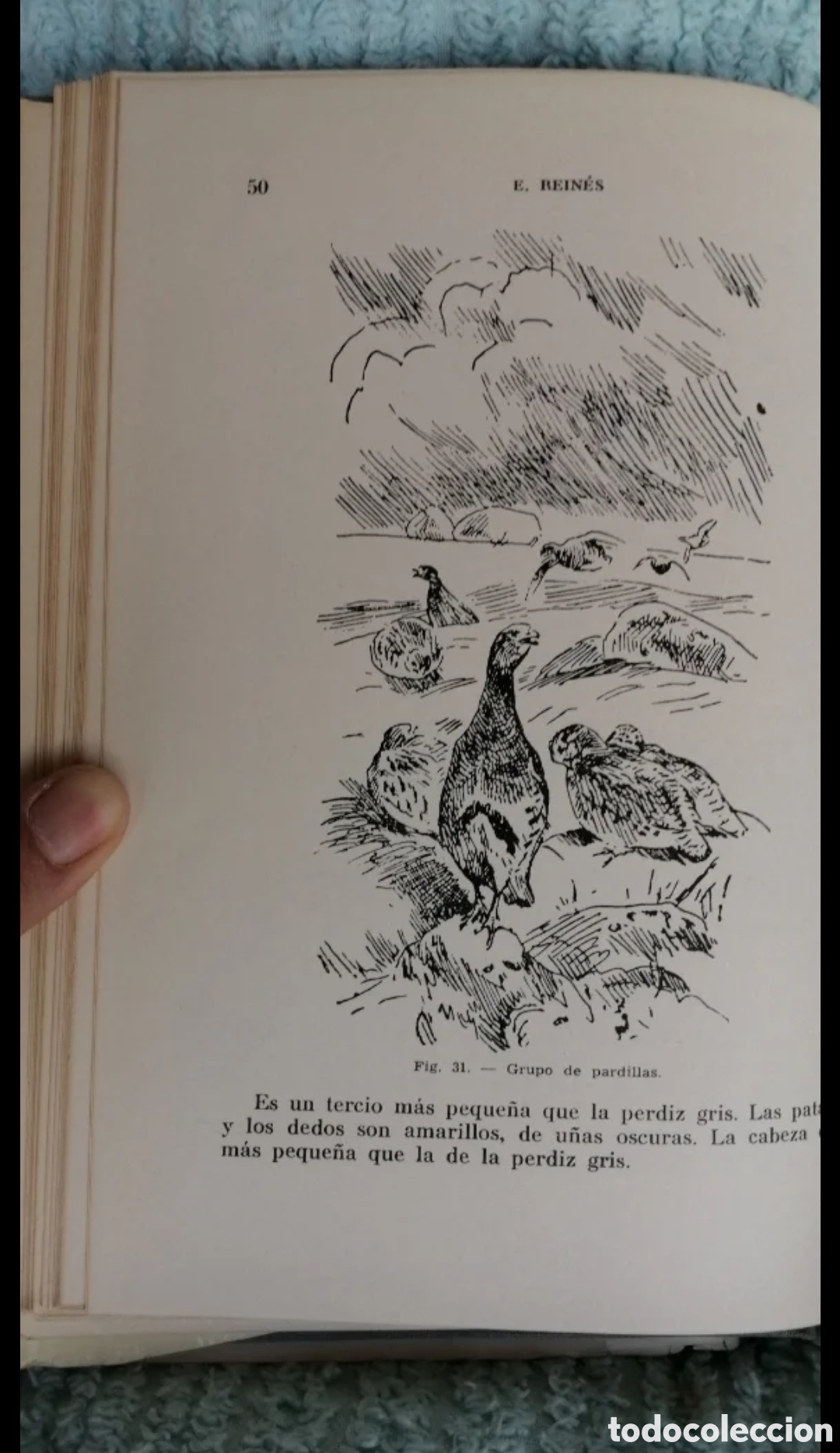 Libros de segunda mano: La perdiz y otras cazas de pluma. Sintes 1961 - Foto 9