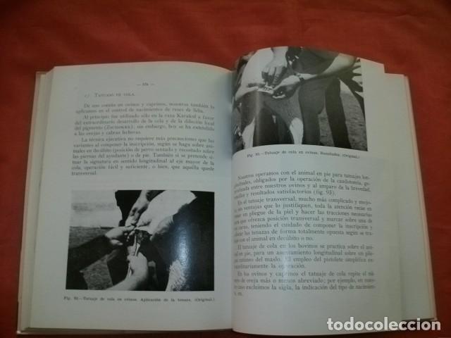 Libros de segunda mano: Identificaci&oacute;n Animal - Antonio S&aacute;nchez Belda - Foto 2