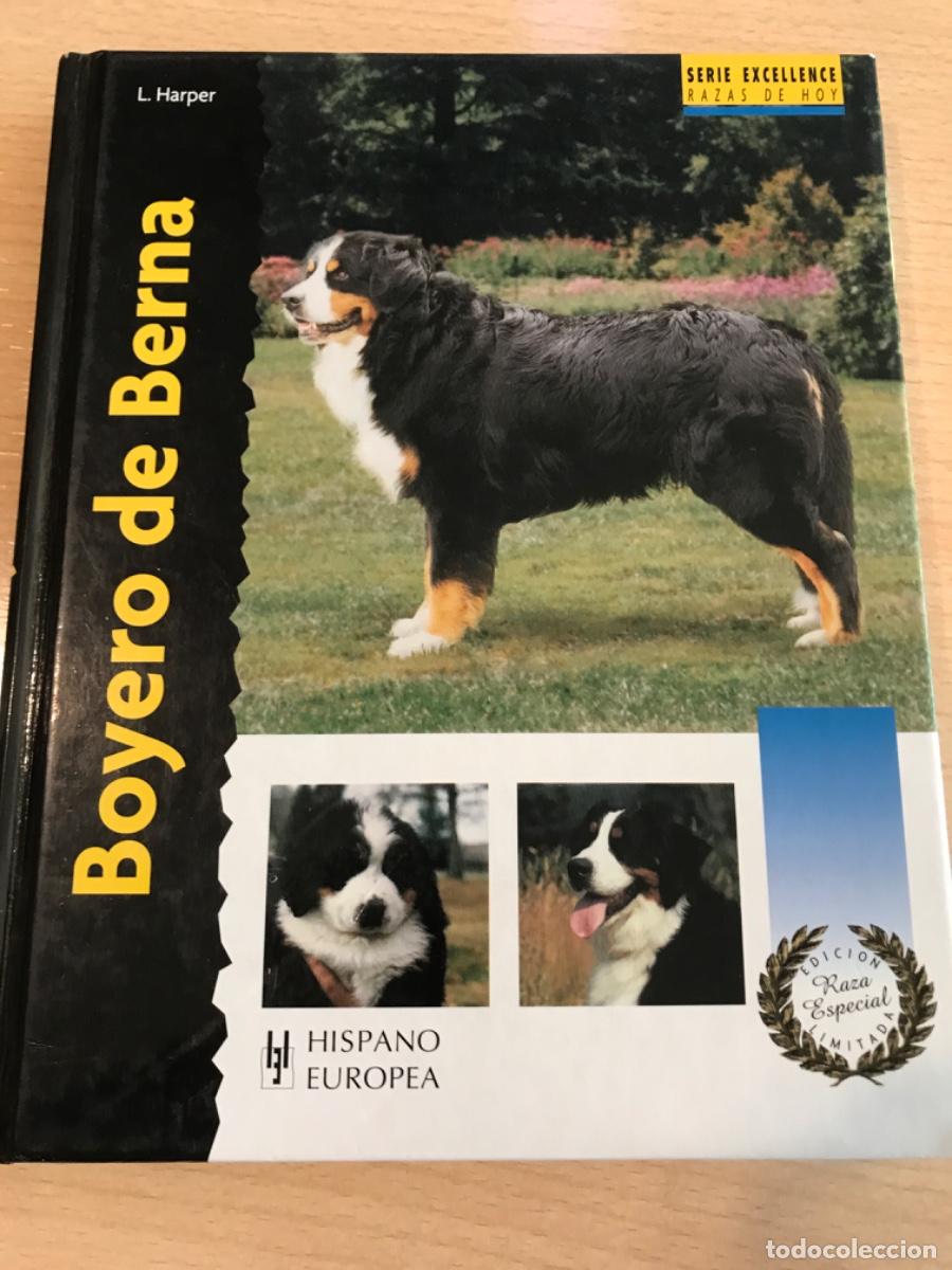 Libros de segunda mano: LIBRO. Boyero de Berna. Louis Harper. 2007. Razas de hoy. Perros. - Foto 1