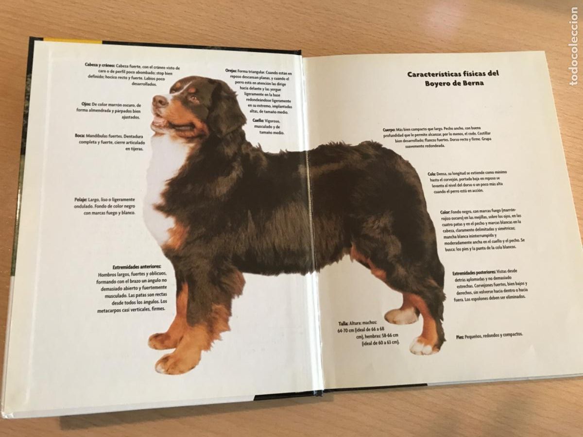 Libros de segunda mano: LIBRO. Boyero de Berna. Louis Harper. 2007. Razas de hoy. Perros. - Foto 2