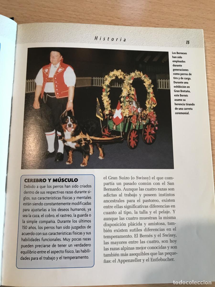 Libros de segunda mano: LIBRO. Boyero de Berna. Louis Harper. 2007. Razas de hoy. Perros. - Foto 5