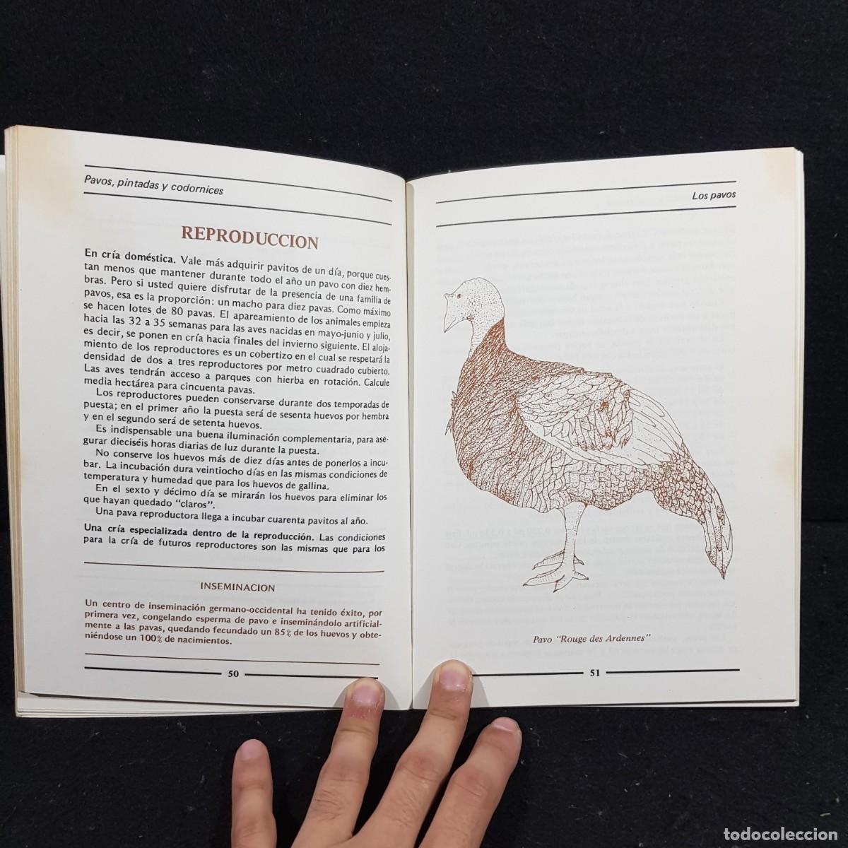 Libros de segunda mano: PAVOS, PINTADAS Y CODORNICES - JEROME SAUZE - EDICIONES MARZO 80 - 1982 / 28.892 - Foto 7