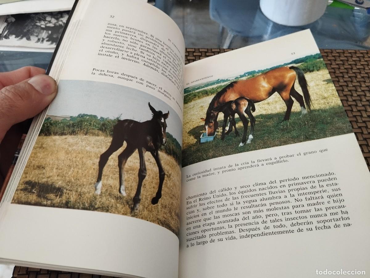 Libros de segunda mano: EL CABALLO SU CRIA Y CUIDADOS RAY SAUNDERS 1990 - Foto 2