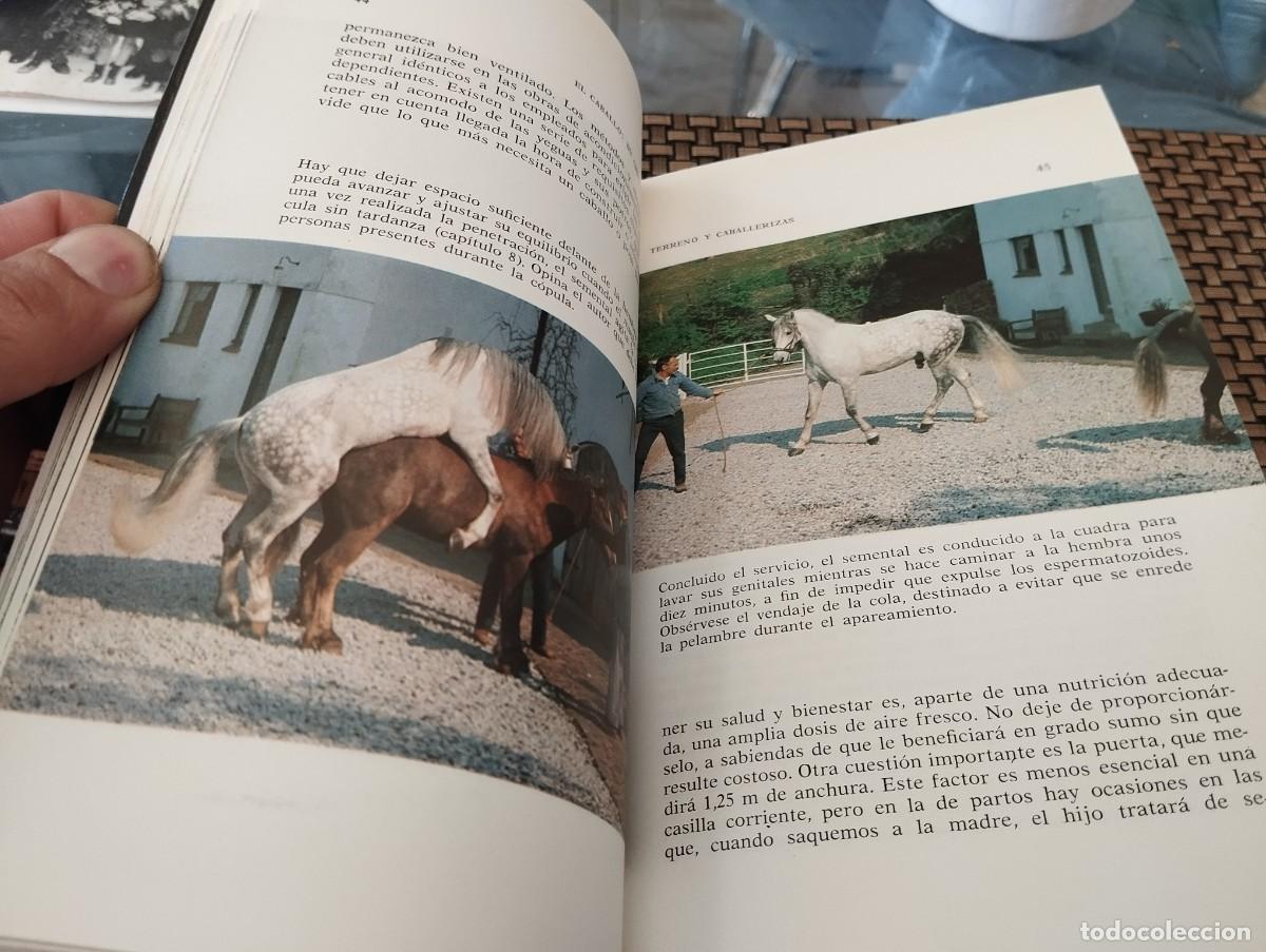 Libros de segunda mano: EL CABALLO SU CRIA Y CUIDADOS RAY SAUNDERS 1990 - Foto 3