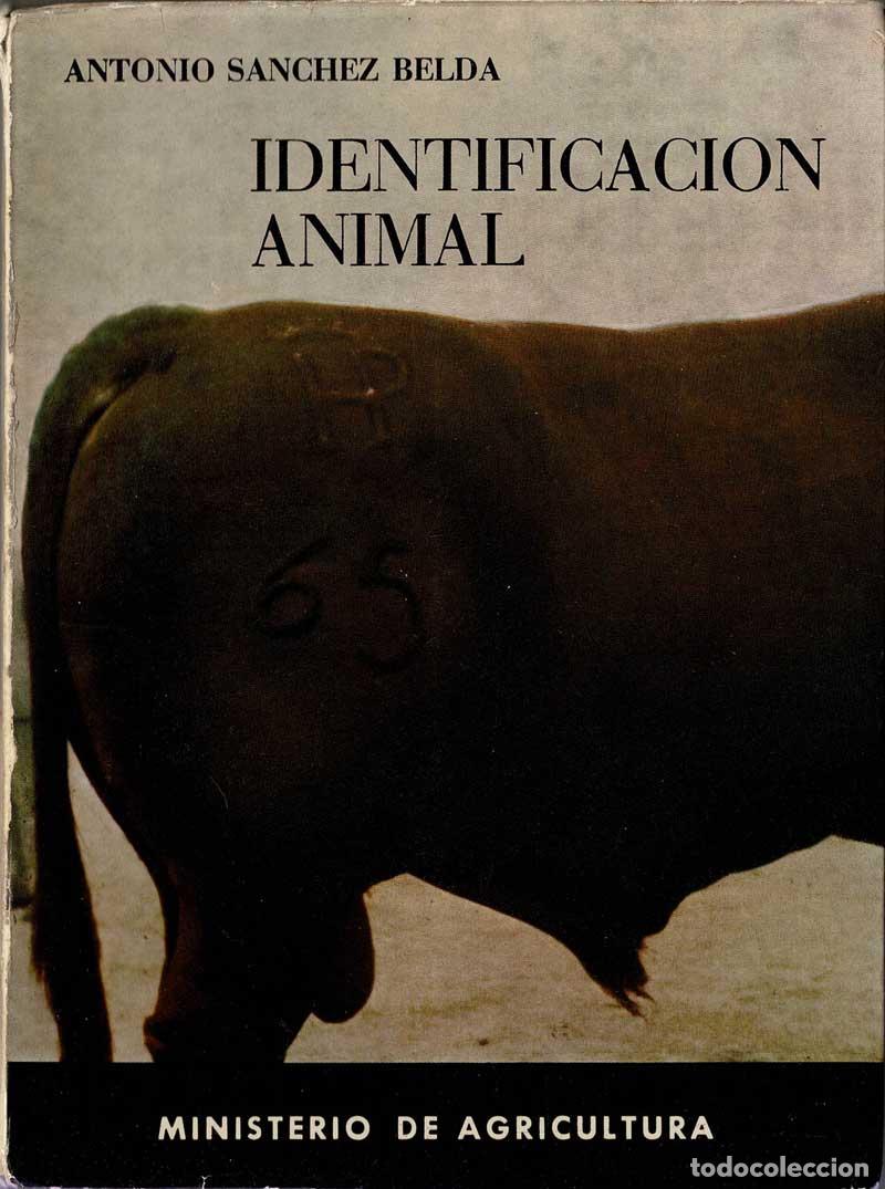 Libros de segunda mano: Identificaci&oacute;n animal - Antonio S&aacute;nchez Belda - Foto 1