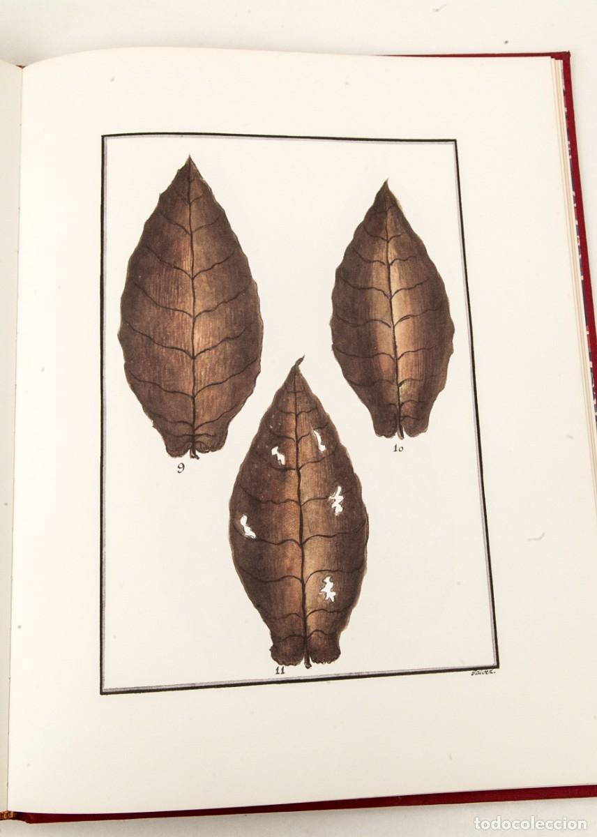 Libros de segunda mano: Ynstruccion General de el Cultibo de Tabacos - Facs&iacute;mil y libro de estudio - 1990 - Foto 9