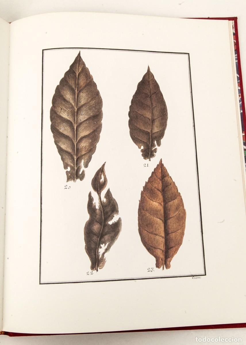 Libros de segunda mano: Ynstruccion General de el Cultibo de Tabacos - Facs&iacute;mil y libro de estudio - 1990 - Foto 10