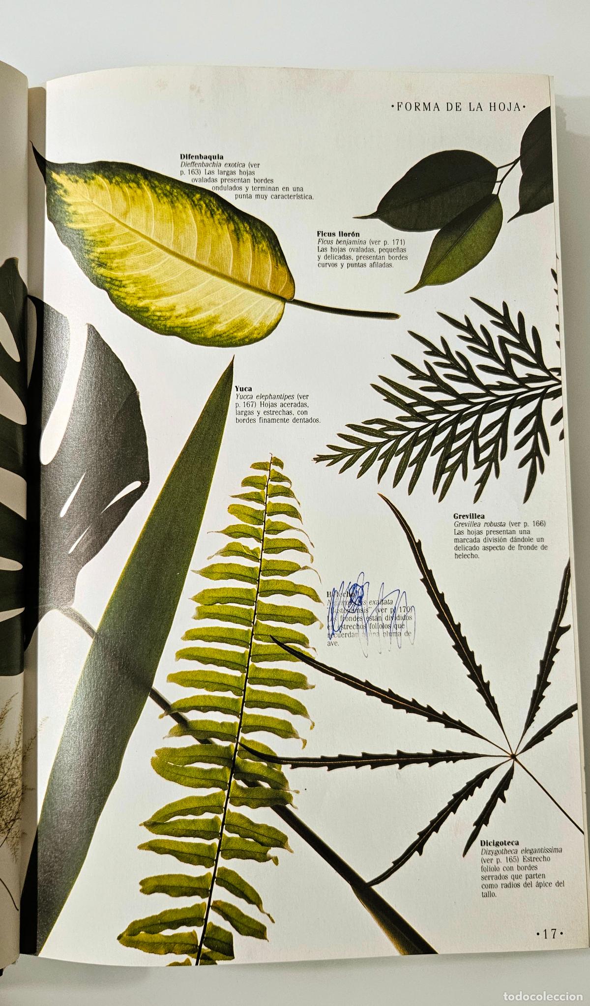 Libros de segunda mano: Decorar con plantas | Brookes, John | Ediciones Temas de Hoy, 1988 - Foto 8