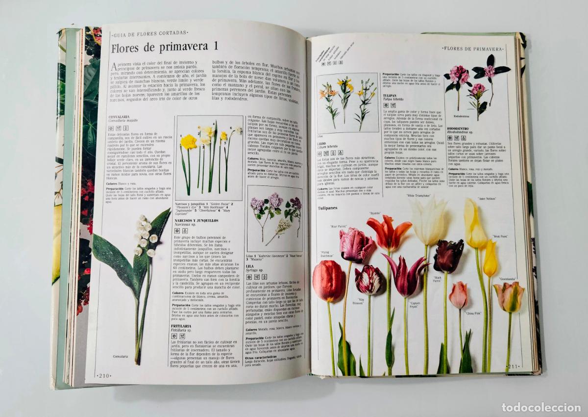 Libros de segunda mano: Decorar con plantas | Brookes, John | Ediciones Temas de Hoy, 1988 - Foto 11