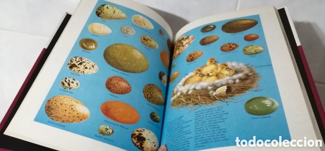 Libros de segunda mano: Disney Enciclopedia 4 tomos Buru Lan Ediciones 1973 - Foto 5