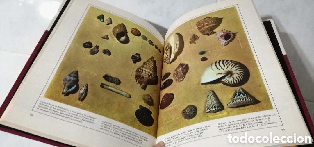 Libros de segunda mano: Disney Enciclopedia 4 tomos Buru Lan Ediciones 1973 - Foto 6