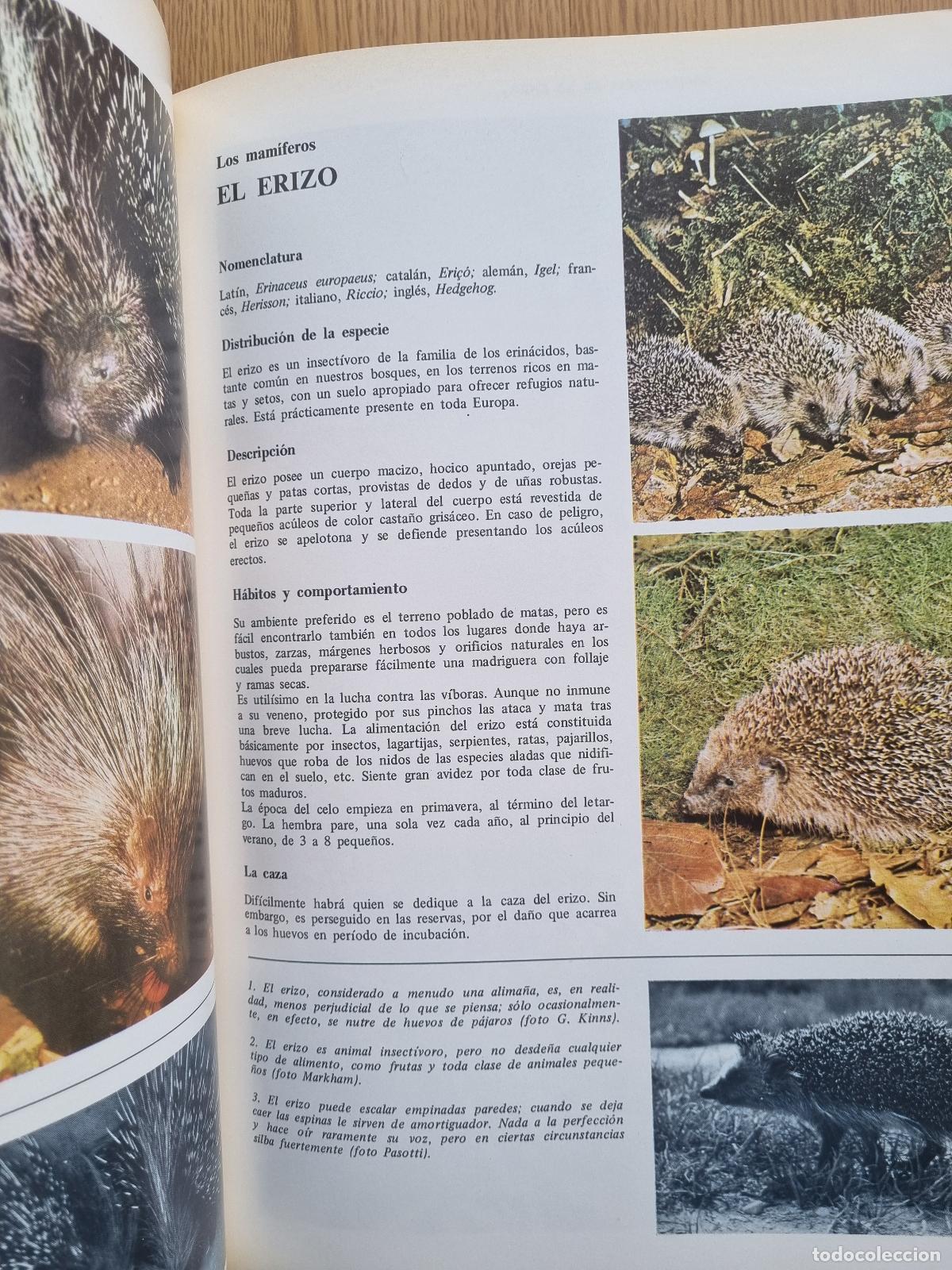 Libros de segunda mano: Enciclopedia de la caza - Editorial Vergara - 2 tomos - Foto 5
