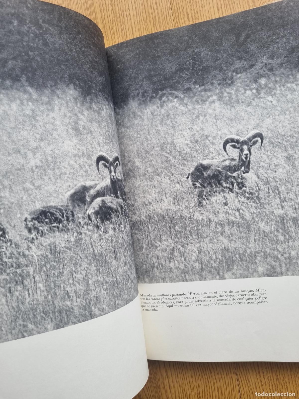 Libros de segunda mano: &iexcl;Viva la caza! K. H&aacute;jek - Libro de caza - Foto 2