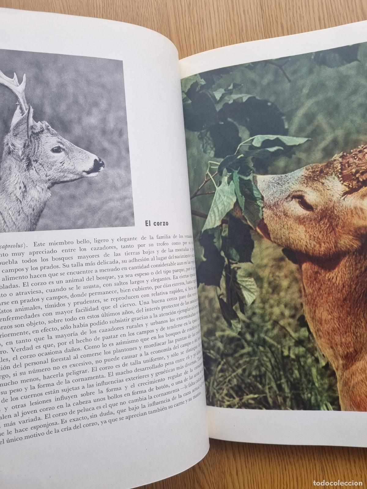 Libros de segunda mano: &iexcl;Viva la caza! K. H&aacute;jek - Libro de caza - Foto 3