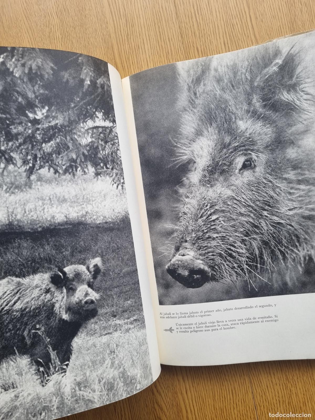 Libros de segunda mano: &iexcl;Viva la caza! K. H&aacute;jek - Libro de caza - Foto 4