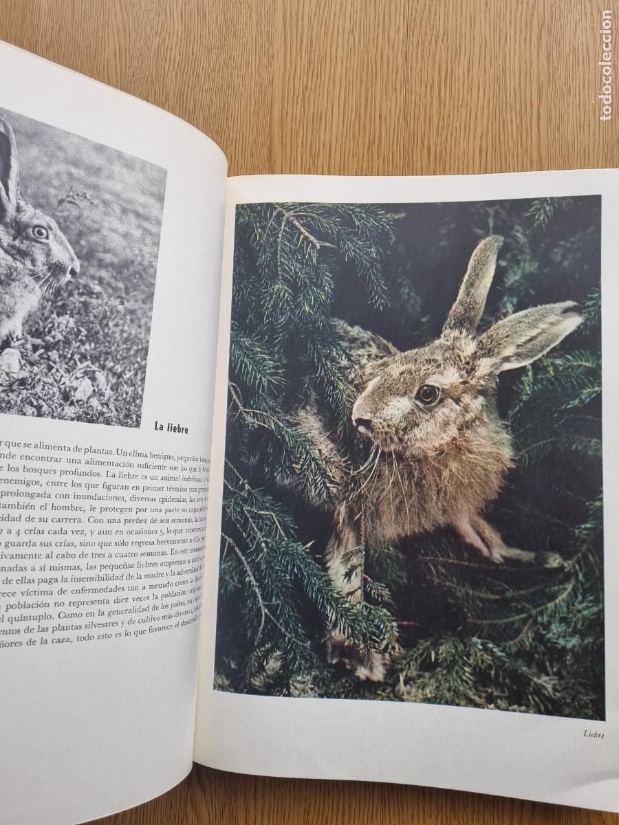 Libros de segunda mano: &iexcl;Viva la caza! K. H&aacute;jek - Libro de caza - Foto 5