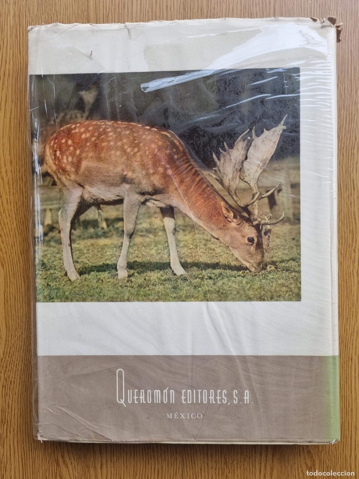 Libros de segunda mano: &iexcl;Viva la caza! K. H&aacute;jek - Libro de caza - Foto 6