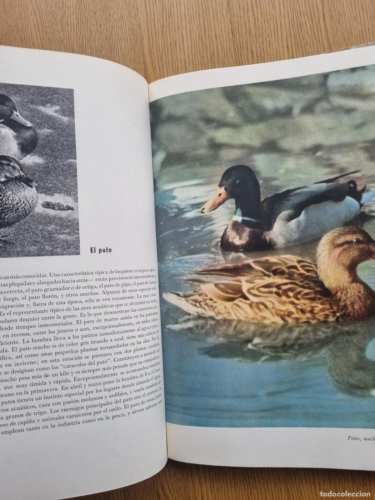 Libros de segunda mano: &iexcl;Viva la caza! K. H&aacute;jek - Libro de caza - Foto 7