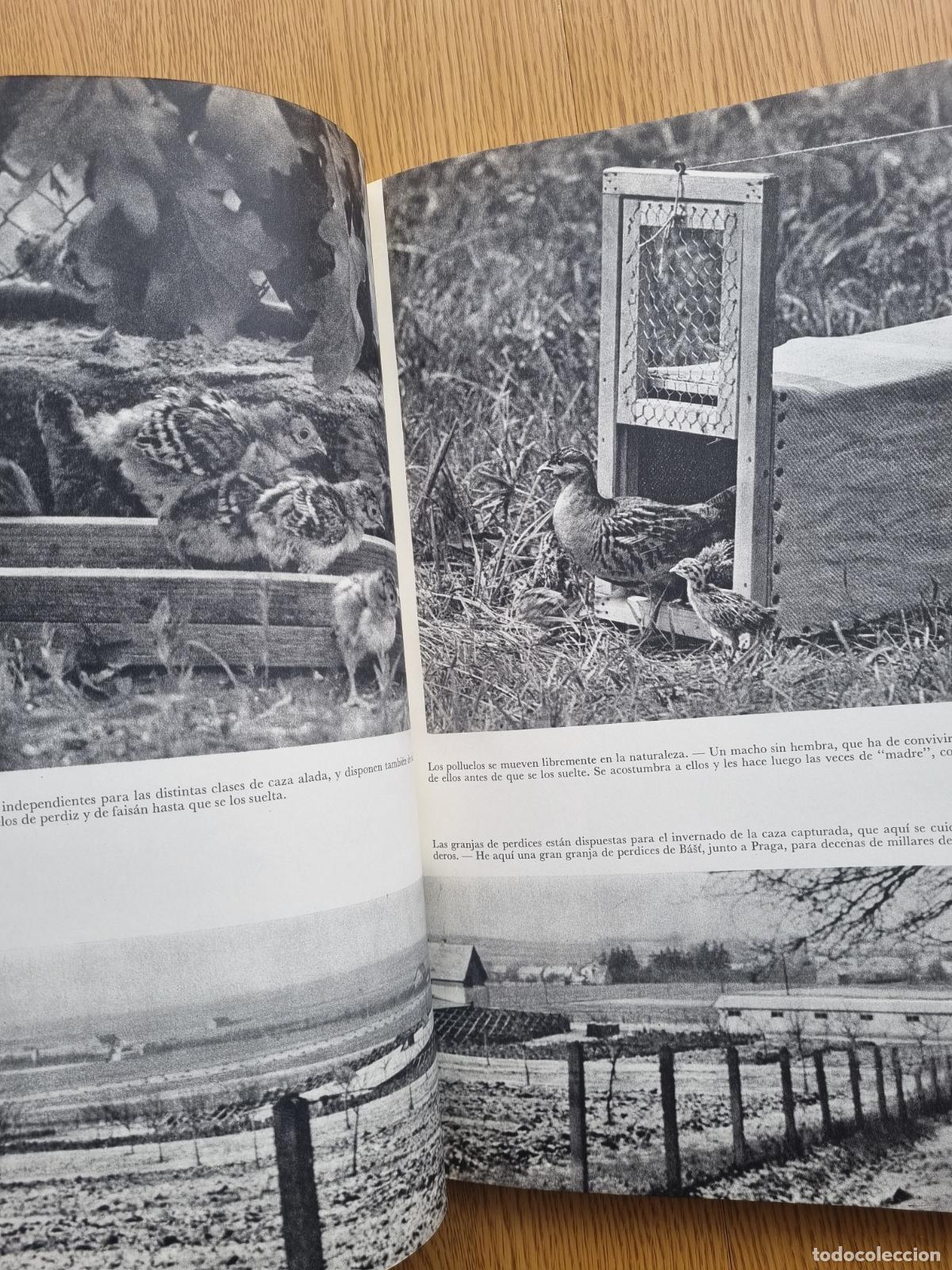 Libros de segunda mano: &iexcl;Viva la caza! K. H&aacute;jek - Libro de caza - Foto 8