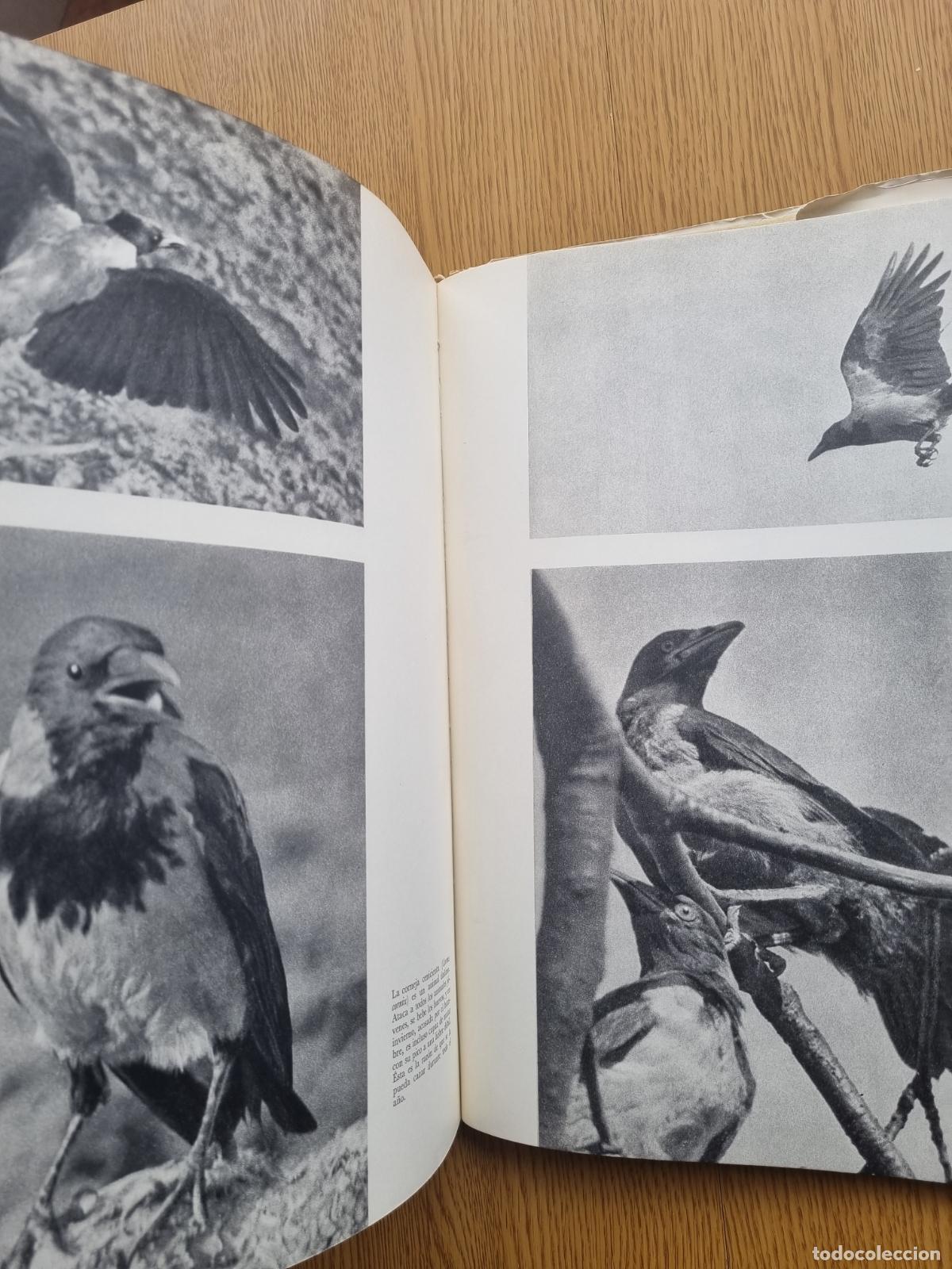 Libros de segunda mano: &iexcl;Viva la caza! K. H&aacute;jek - Libro de caza - Foto 9