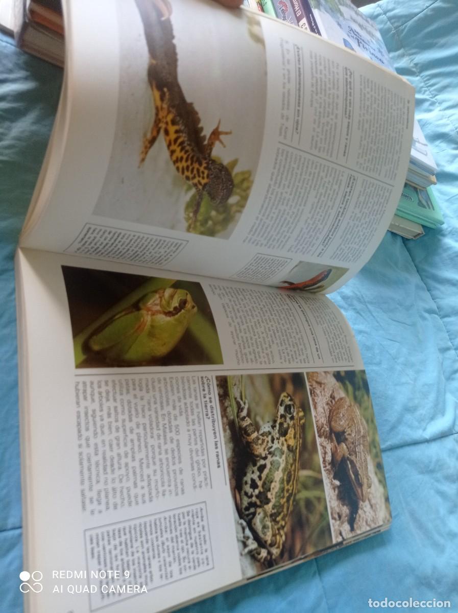 Libros de segunda mano: A&Ntilde;O INTERNACIONAL DEL NI&Ntilde;O / / GRAVOL 34 / JAIMES LIBROS / - Foto 16