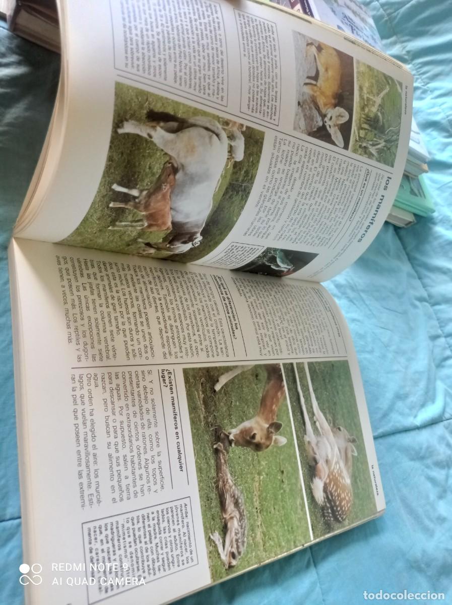 Libros de segunda mano: A&Ntilde;O INTERNACIONAL DEL NI&Ntilde;O / / GRAVOL 34 / JAIMES LIBROS / - Foto 19