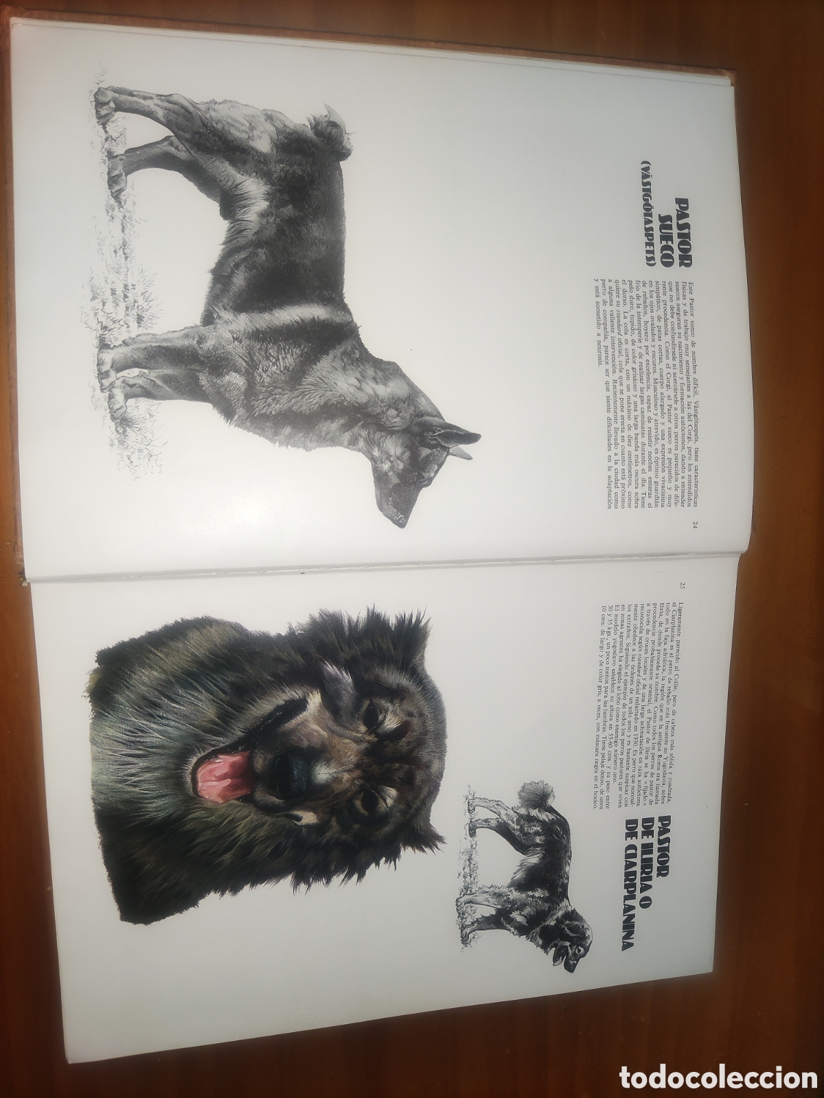 Libros de segunda mano: Las Razas Caninas del Mundo. - Foto 7