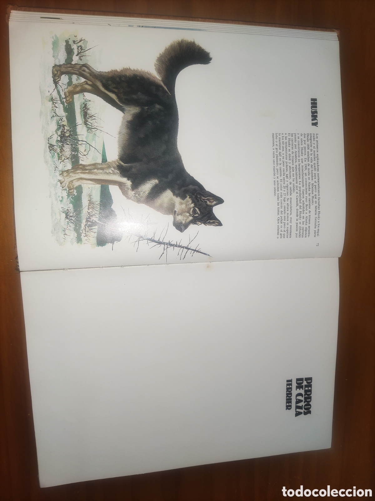Libros de segunda mano: Las Razas Caninas del Mundo. - Foto 8