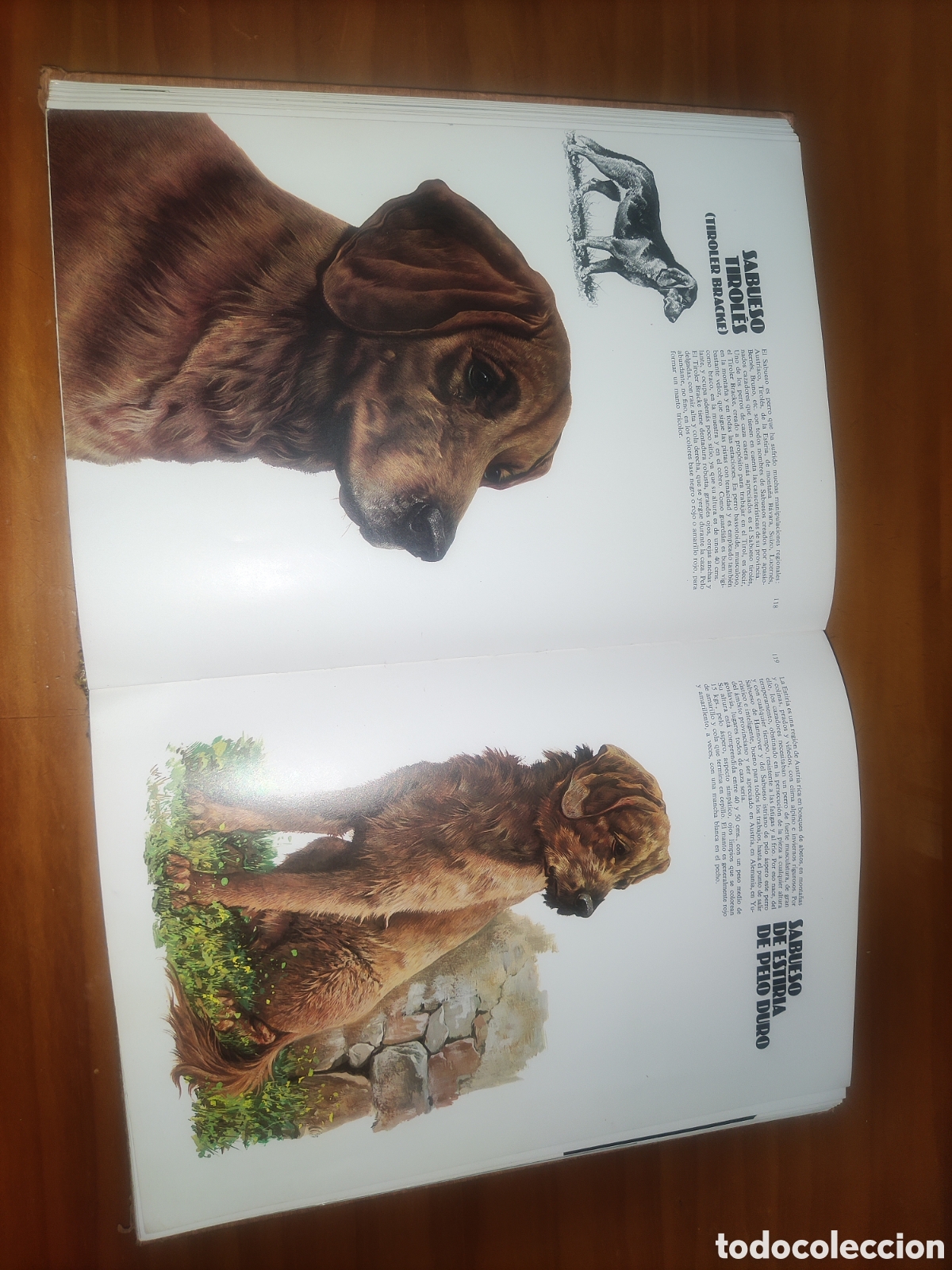 Libros de segunda mano: Las Razas Caninas del Mundo. - Foto 9