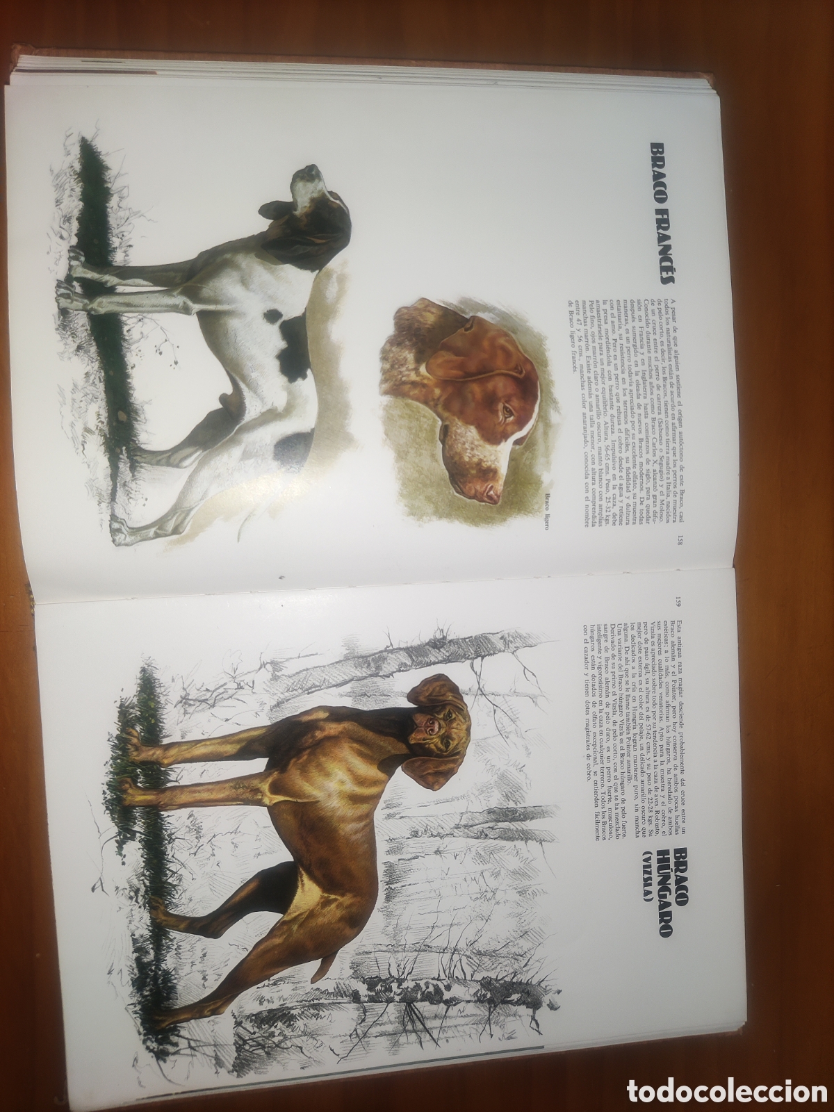 Libros de segunda mano: Las Razas Caninas del Mundo. - Foto 10
