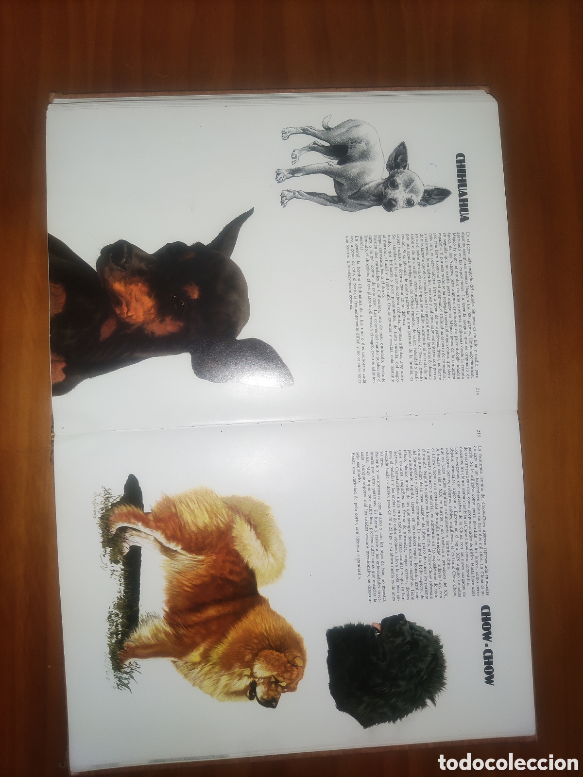 Libros de segunda mano: Las Razas Caninas del Mundo. - Foto 11