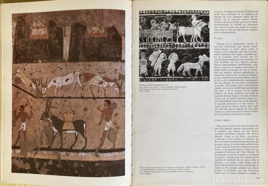 Libros de segunda mano: Historia de la Humanidad. Desarrollo Cultural y Cient&iacute;fico - Foto 2
