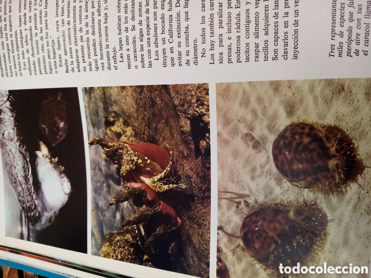 Libros de segunda mano: El gran libro de los oc&eacute;anos. - Foto 2