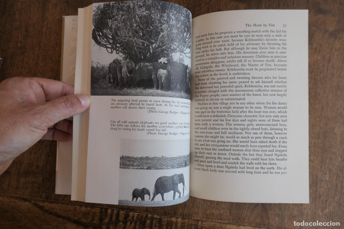Libros de segunda mano: THE ELEPHANTS. GEORGES BLOND 1961 - Foto 4