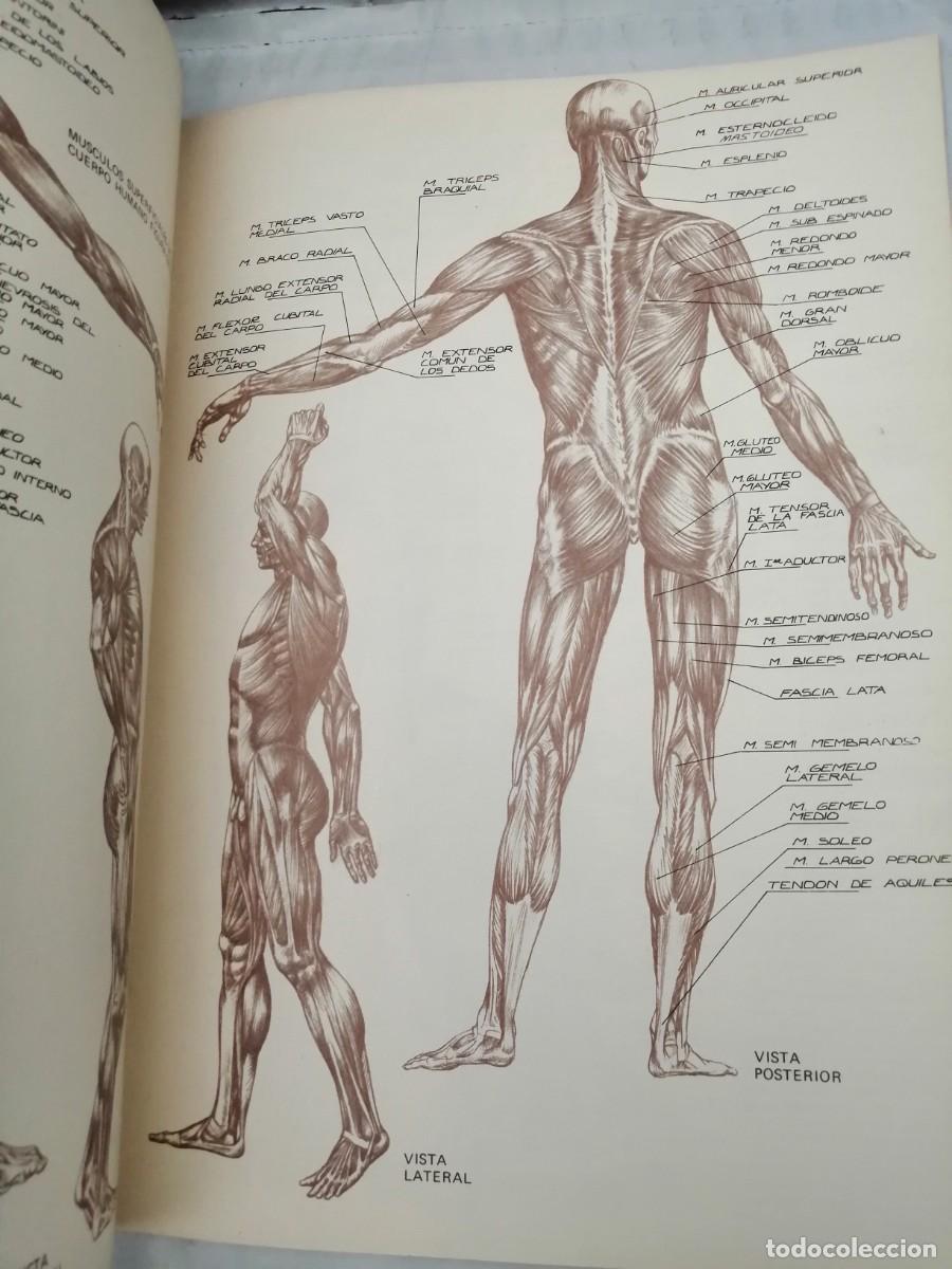 Libros de segunda mano: Anatom&iacute;a para Artistas - Foto 4