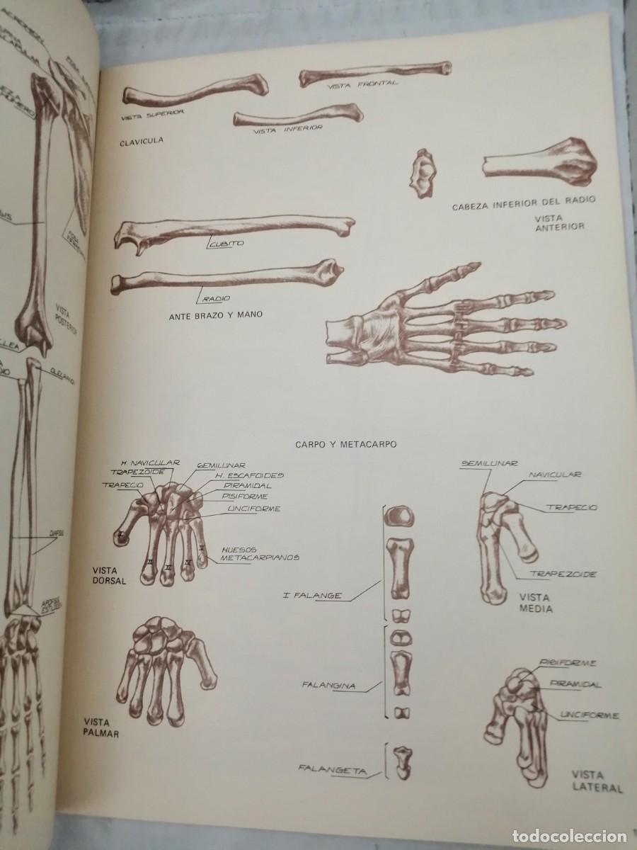 Libros de segunda mano: Anatom&iacute;a para Artistas - Foto 5
