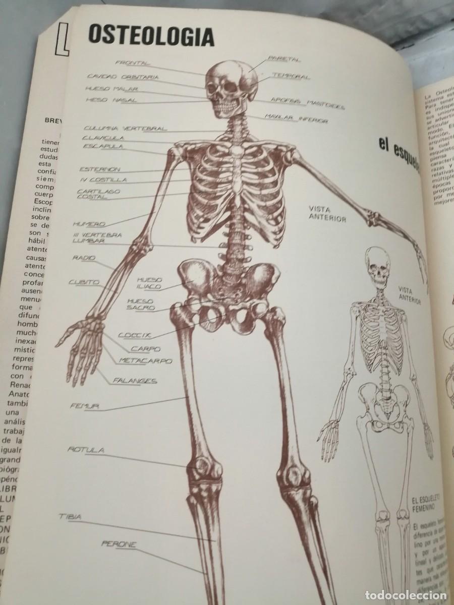 Libros de segunda mano: Anatom&iacute;a para Artistas - Foto 6