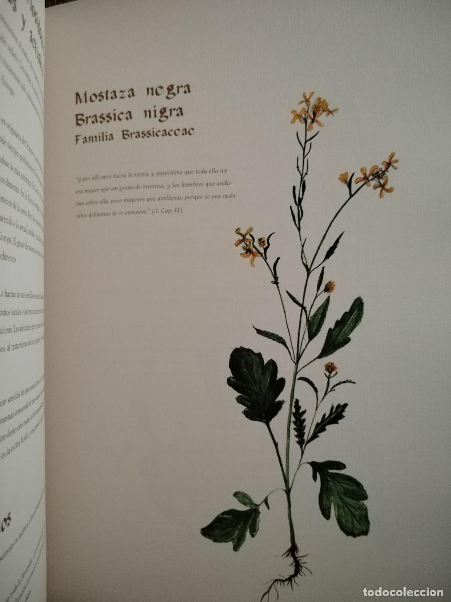 Libros de segunda mano: COMPENDIO DE PLANTAS CITADAS EN EL LIBRO EL INGENIOSO HIDALGO DON QUIJOTE DE LA MANCHA - Foto 8