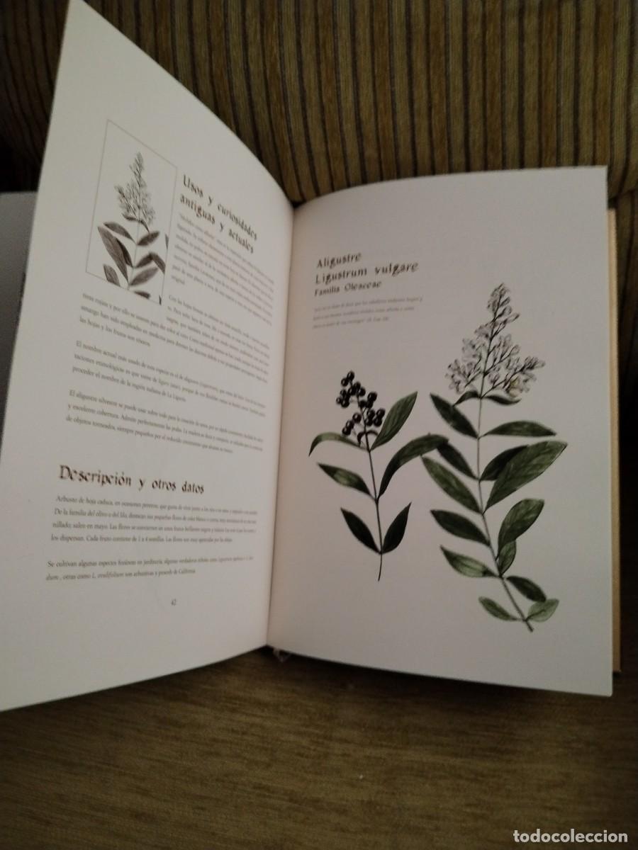 Libros de segunda mano: COMPENDIO DE PLANTAS CITADAS EN EL LIBRO EL INGENIOSO HIDALGO DON QUIJOTE DE LA MANCHA - Foto 15