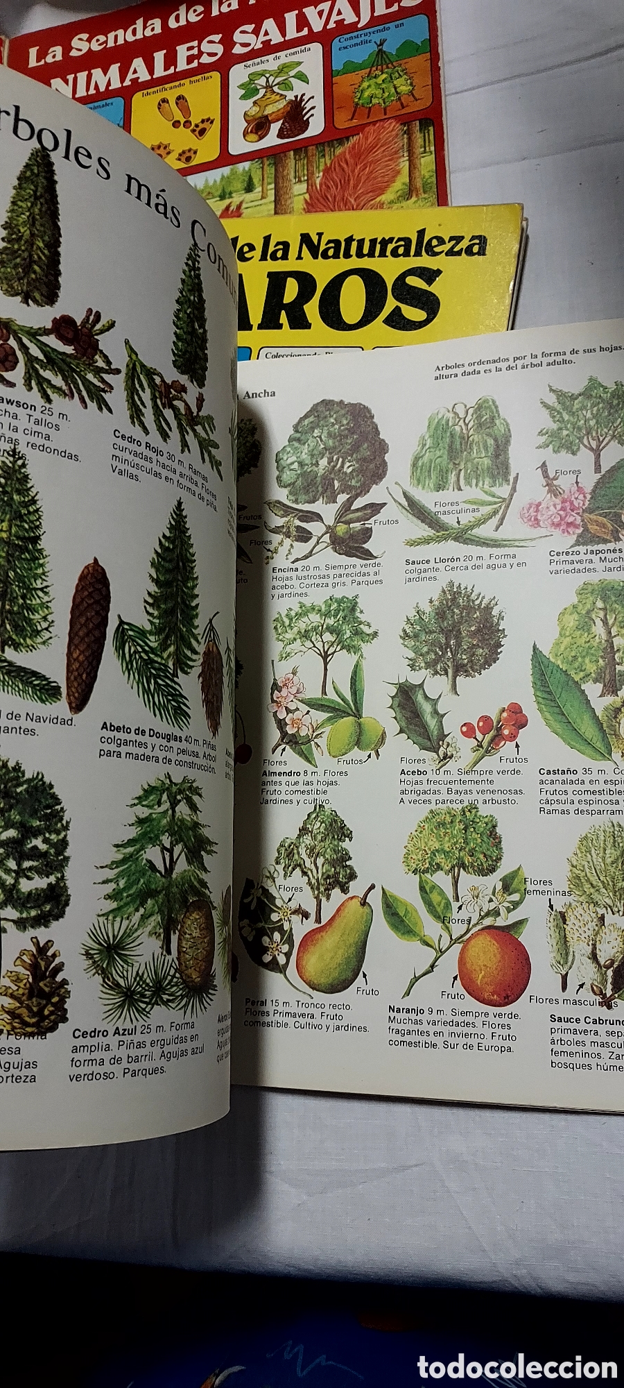 Libros de segunda mano: LA SENDA DE LA NATURALEZA.6 LIBROS.EDICIONES PLESA SM - Foto 4