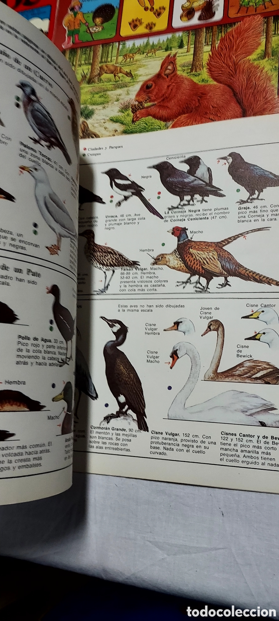 Libros de segunda mano: LA SENDA DE LA NATURALEZA.6 LIBROS.EDICIONES PLESA SM - Foto 7